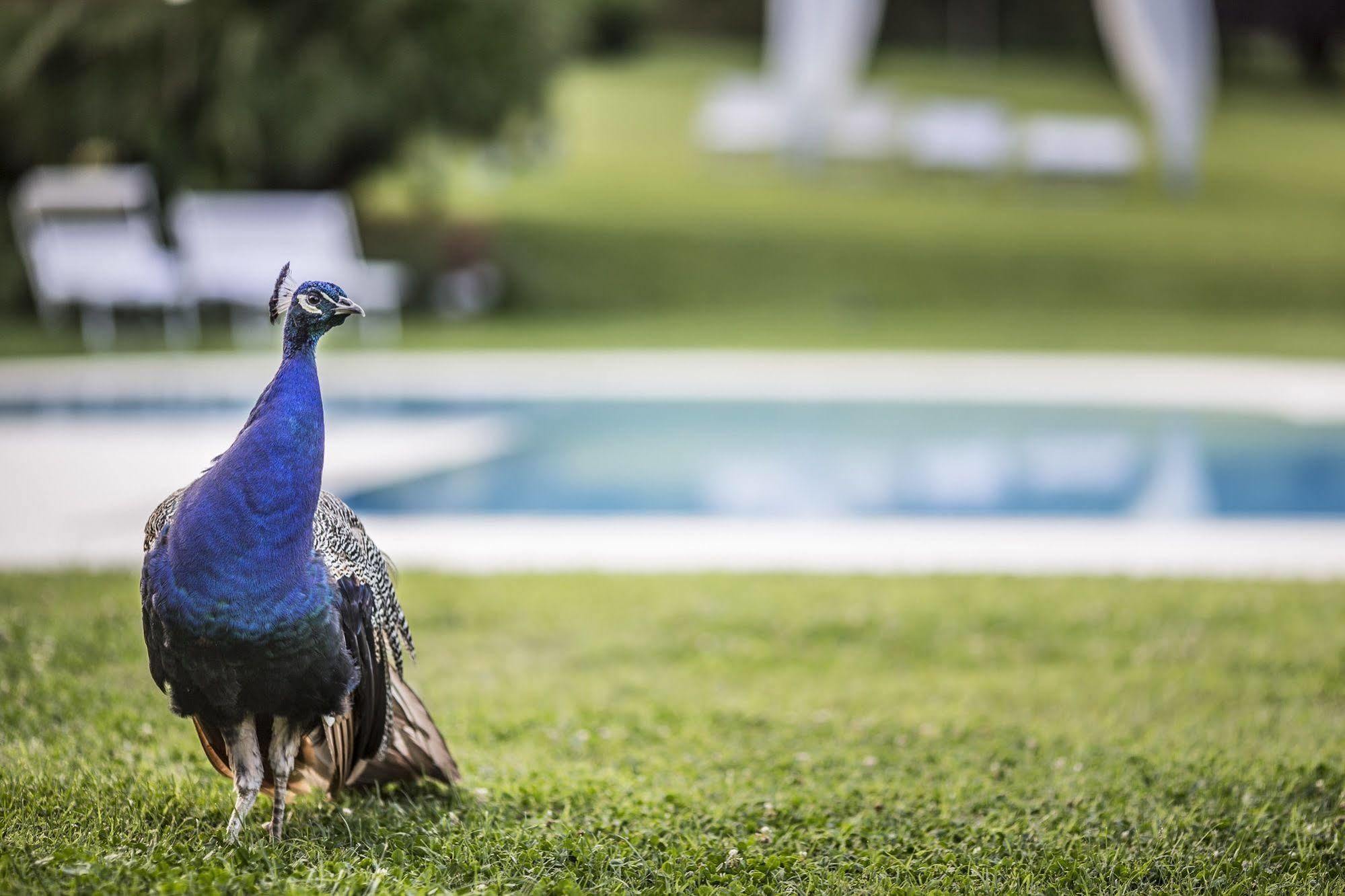 Agriturismo La Casa Di Rodo Куаррата Экстерьер фото